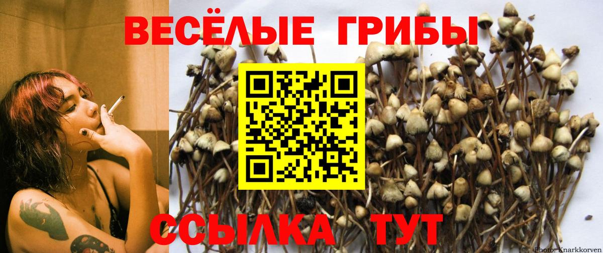 Галлюциногенные грибы Psilocybine cubensis  Псилоцибиновые грибы Cubensis  как найти   Вход с VPN  Новокуйбышевск 